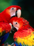 Pair of Preening Scarlett Macaw (Ara Macao), Puntarenas, Costa Rica, Photographic Print
