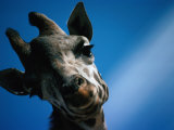 Close Up of a Giraffe's Head (Giraffa Camelopardalis), Tanzania, Africa Photographie par John Hay