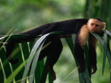 White-Faced Capuchin (Cebus Capucinus) Laying on a Branch in a Tropical Rainforest, Costa Rica, Photographic Print
