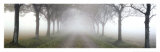 Morning Mist Posters