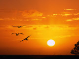 Frigate Birds Soaring at Sunrise, Cayos Cochinos, Islas De La Bahia, Honduras Photographic Print by Ralph Lee Hopkins