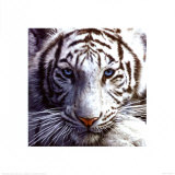 White Tiger Art