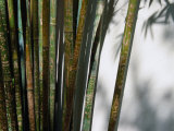 Bamboo Plants at Chinese Friendship Gardens, Darling Harbour Sydney, New South Wales, Australia Photographie par Glenn Beanland