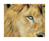 Eye of the Lion Posters av Lucie Bilodeau
