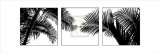 Palm Frond Triptych II Posters by Bill Philip