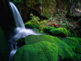 Rainforest Waterfall Walls of Jerusalem National Park, Tasmania, Australia Photographic Print by Rob Blakers