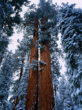 Giant Sequoia Tree Sequoia National Park, California, USA Photographic Print by Rob Blakers