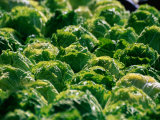Lettuce at Olma (Eastern Swiss Agricultural Machines Exhibition), St. Gallen, Switzerland Photographic Print by Martin Moos