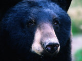 Black Bear (Ursus Americanus), U.S.A. Photographie par Mark Newman