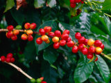 The Red Coffee "Cherry," Arabica Typica, Honaunau, Hawaii (Big Island), Hawaii, USA Photographic Print by Ann Cecil