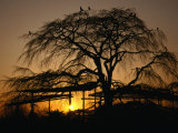 Cherry Tree in Maruyama-Koen Park at Sunset, Kyoto, Japan Photographie par Martin Moos