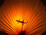 Gecko Walking Across Umbrella, Philippines Photographic Print by John Borthwick