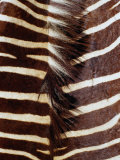 Zebra Skin Detail, Durban, Kwazulu-Natal, South Africa Photographie par Richard I'Anson