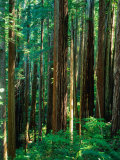 Castal Redwood Trees, California, USA Photographic Print by Rob Blakers