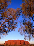 Desert Oaks Frame Uluru (Ayers Rock), Uluru-Kata Tjuta National Park, Northern Territory, Australia Lámina fotográfica por Paul Sinclair Desert Oaks Frame Uluru (Ayers Rock), Uluru-Kata Tjuta National Park, Northern Territory, Australia Lámina fotográfica por Paul Sinclair