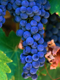 Grapes, Barossa Valley, Australia Fotografisk trykk av John Banagan