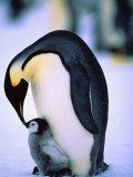 Emperor Penguin with Chick at Dawson-Lambton Glacier, Weddell Sea, Antarctica Photographie par David Tipling