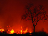 Veld Fire, Kruger National Park, Mpumalanga, South Africa Photographic Print by Carol Polich