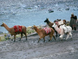 Llamas and Their Handler Walking and Carrying Goods, Puno, Peru Fotografie-Druck von Eric Wheater