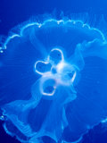 Mark Webster - Moon Jelly Fish (Aurelia Aurita), Belize Fotografická reprodukce
