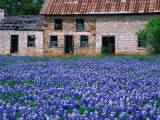 Field of Blubonnets, Marble Hill Area, Texas, USA Photographic Print by Richard Cummins