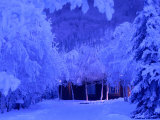 Alaskan Winter Frost, Alaska, USA Photographic Print by Mark Newman