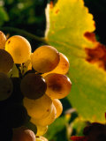 Chenin Blanc Grape Cluster, Napa Valley, California, USA Photographie par Roberto Gerometta