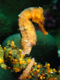 Orange Long Nose Seahorse (Hippocampus Reidi), Belize Fotografisk tryk af Mark Webster