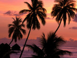 Coconut Trees at Dusk, French Polynesia Photographie par Holger Leue