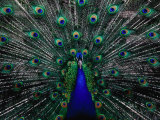 Peacock in Full Display, Quito, Pichincha, Ecuador, Fotografie-Druck von Richard I'Anson