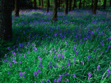 Bluebell (Nemophila) in Woodland at Baronscourt, Tyrone, Northern Ireland Photographie par Gareth McCormack