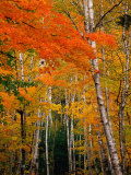 Autumn Foliage, USA Photographie par Izzet Keribar
