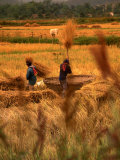 Rice Harvest, Thailand Photographic Print by Jerry Alexander