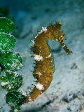 Seahorse, Pulau Sipadan, Sabah, Malaysia Photographic Print by Michael Aw