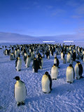 David Tipling - Emperor Penguin (Aptenodytes Forsteri) Colony at Dawson-Lambton Glacier, Weddell Sea, Antarctica - Fotografik Baskı David Tipling - Emperor Penguin (Aptenodytes Forsteri) Colony at Dawson-Lambton Glacier, Weddell Sea, Antarctica - Fotografik Baskı