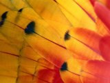 Detail of Macaw Feathers from the Tambopata Candamo National Park, Amazonas, Peru Photographie par Alfredo Maiquez