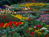 The Knot Garden, Stratford-Upon-Avon, United Kingdom Lámina fotográfica por Juliet Coombe