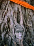 Head of Buddha Set in Base of Tree at Wat (Temple) Mahathat, Ayuthaya, Thailand Photographic Print by Juliet Coombe