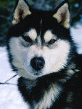 Portrait of Husky Dog, Wyoming, USA Lámina fotográfica por Michael Aw
