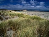 Drakes Bay Beach, Point Reyes National Seashore, California, USA Photographie par Greg Gawlowski