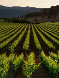 Early Evening Light Over Cabernet Spring Vines at Screaming Eagle Vineyards, Napa Valley, USA Photographic Print by Wes Walker