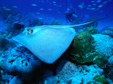 Stingray off the Florida Coast, Florida, USA Photographic Print by Greg Johnston