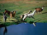 Llamas Leaping Over Spring Fed Water, Volcan Isluga National Park, Chile Fotografisk tryk af Aaron McCoy Llamas Leaping Over Spring Fed Water, Volcan Isluga National Park, Chile Fotografisk tryk af Aaron McCoy