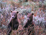 Two Grizzly Cubs (Ursus Arctos), Denali National Park & Preserve, Alaska, USA Photographie par Mark Newman