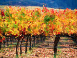 Autumn Colours in a Vineyard, Napa Valley, United States of America Photographie par Jerry Alexander