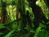 Rainforest Fox Glacier, New Zealand Photographic Print by Ross Barnett