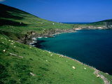 Near Dunmore Head on the Dingle Peninsula, Dingle, County Kerry, Munster, Ireland Photographic Print by Greg Gawlowski