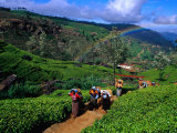 Group of Tea Pickers Walking on Path in Tea Estate, Nuwara Eliya, Sri Lanka Lámina fotográfica por Richard I'Anson Group of Tea Pickers Walking on Path in Tea Estate, Nuwara Eliya, Sri Lanka Lámina fotográfica por Richard I'Anson