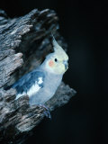 Cockatiel (Leptolophus Hollandicus) at Evelyn Creek, Australia Lámina fotográfica por Mitch Reardon Cockatiel (Leptolophus Hollandicus) at Evelyn Creek, Australia Lámina fotográfica por Mitch Reardon