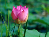 Lotus Flower at Lotus Farm, Phnom Krom, Angkor, Siem Reap, Cambodia Photographic Print by Richard I'Anson